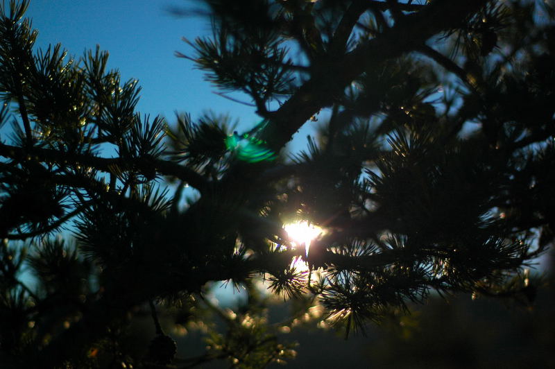 Rayons de soleil à travers un sapin