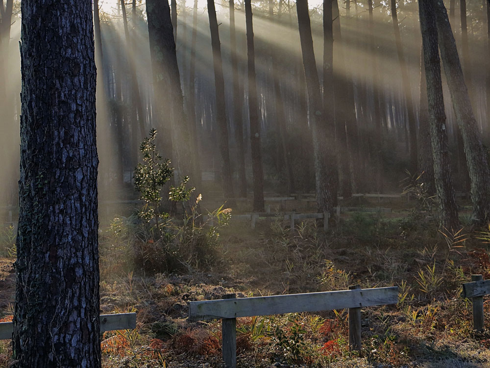 rayons de soleil !