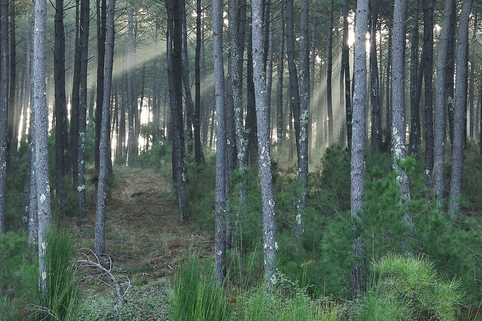 rayons de soleil !