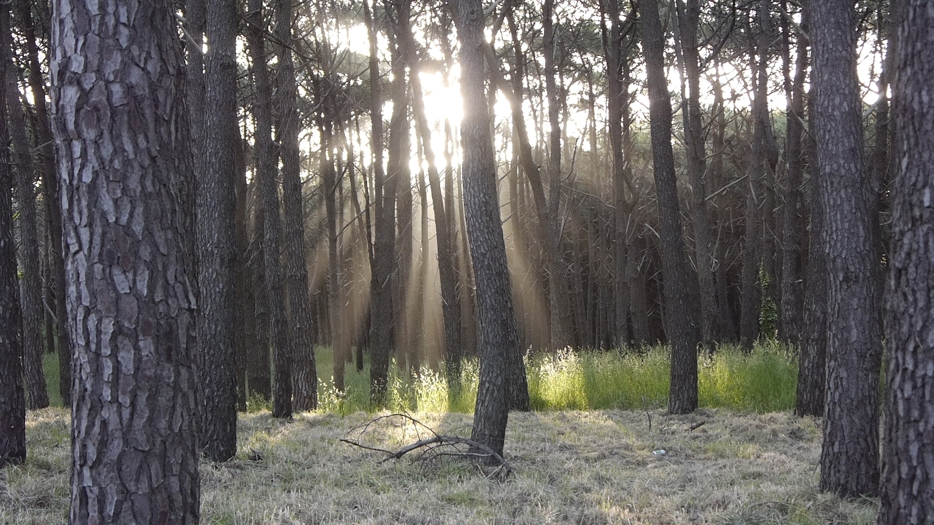 RAYOS DE SOL,ENTRE LOS ARBOLES