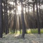 RAYOS DE SOL,ENTRE LOS ARBOLES