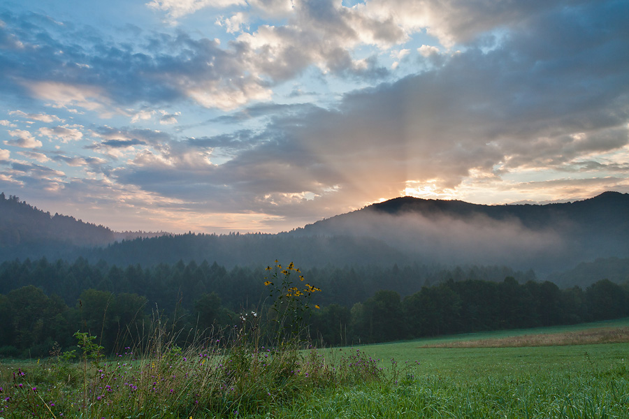 Rays