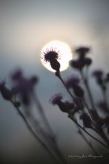 Rays from a distant sun