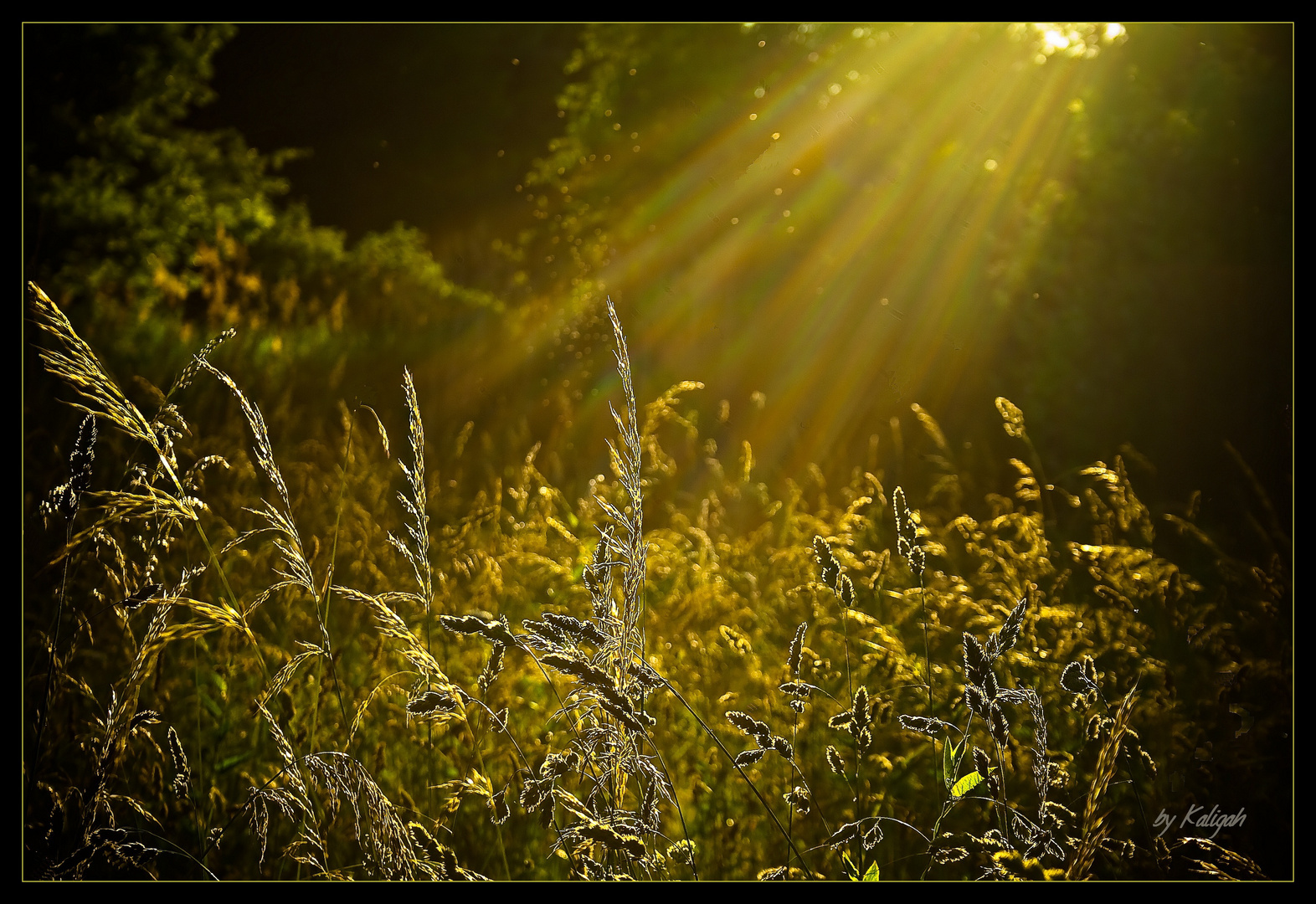 Rays of Light