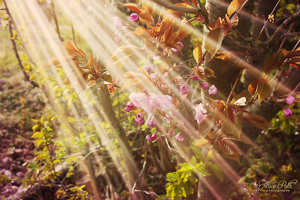 Rays of Light