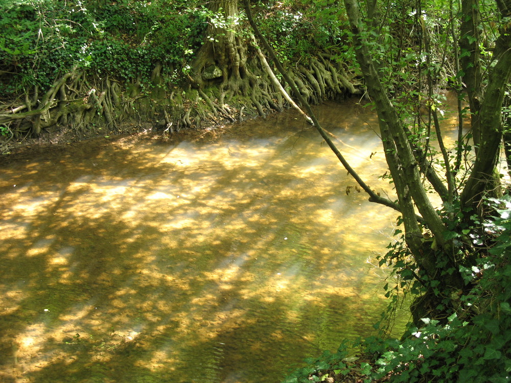 Rays of Light and Shadows of Green