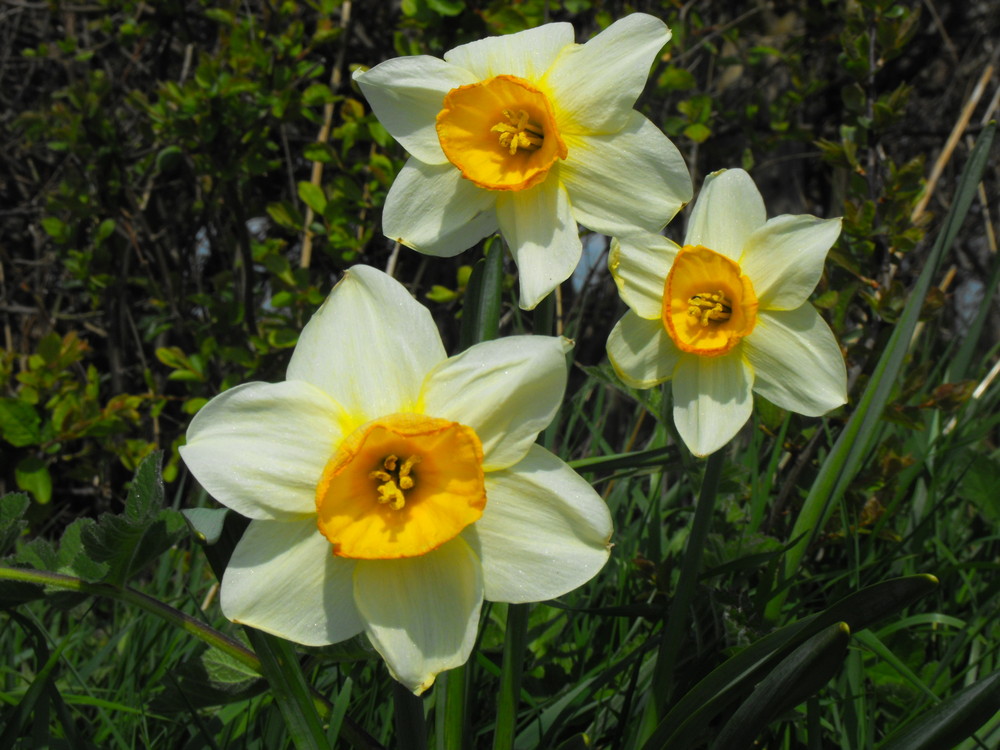 rays of spring time