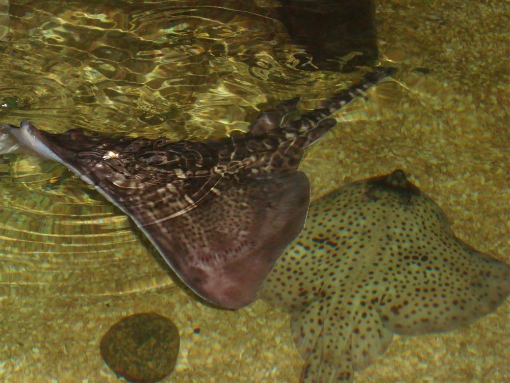 Rays under the spotlight