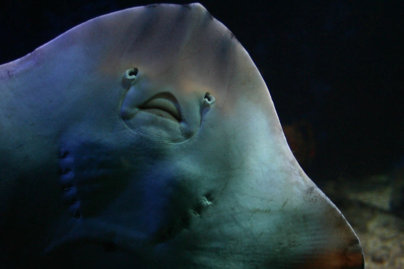 ray's underside