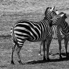 Animaux 
