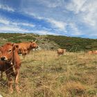 raza asturiana de los valles