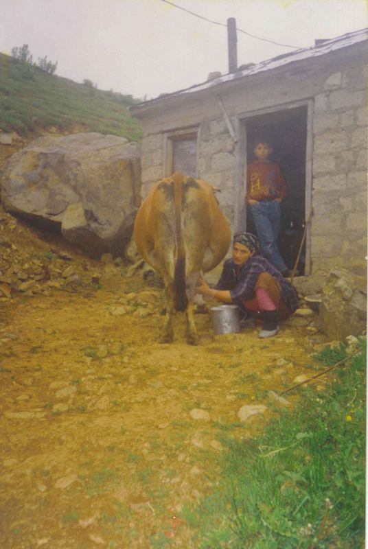 raziye yengem inekten süt sagarken..