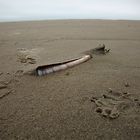 * razor clam ** (Schwertmuschel)