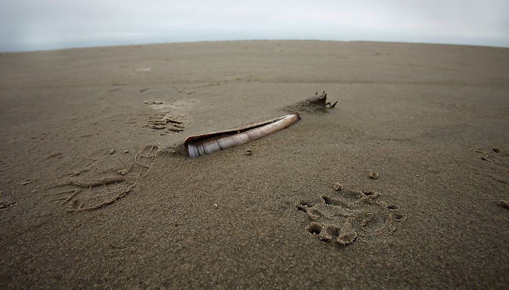 * razor clam ** (Schwertmuschel)