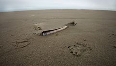 * razor clam ** (Schwertmuschel)