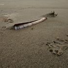 * razor clam * (Schwertmuschel)