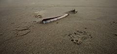 * razor clam * (Schwertmuschel)