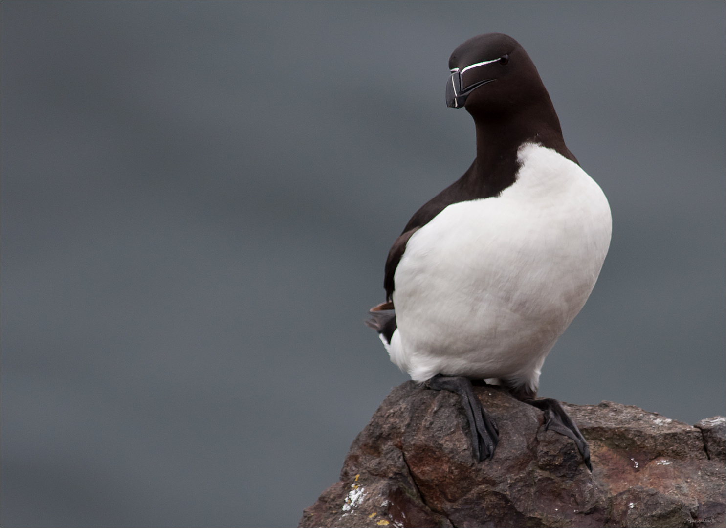 Razorbill