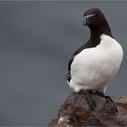 Razorbill