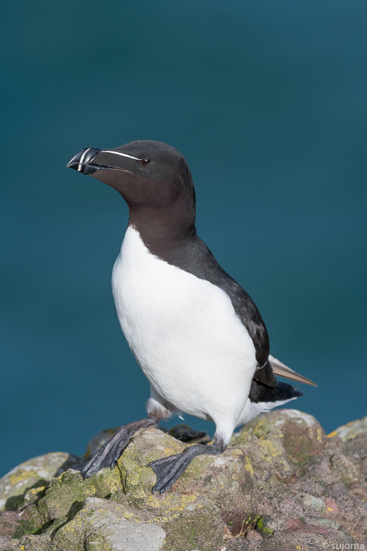 Razorbill