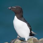 Razorbill