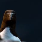 Razorbill