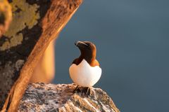 Razorbill in the midnight sun