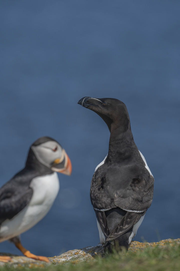 Razorbill & Puffin