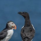 Razorbill & Puffin