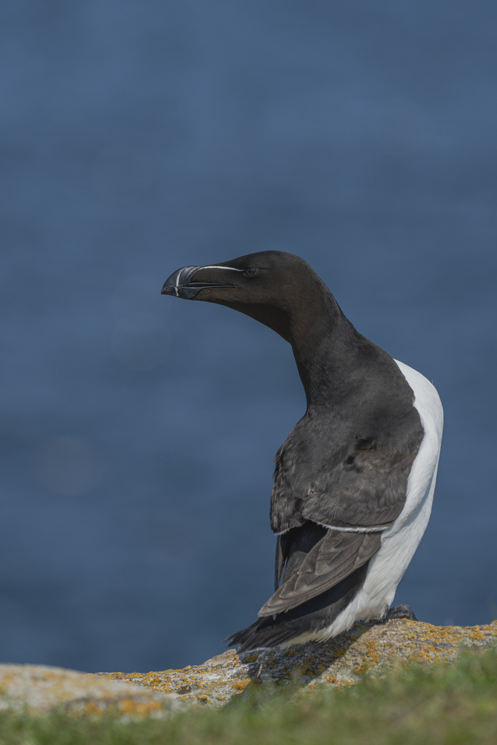 Razorbill (Tordalk)