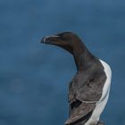 Razorbill (Tordalk)