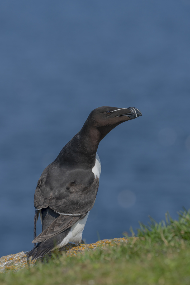 Razorbill (Tordalk)