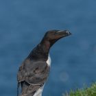 Razorbill (Tordalk)