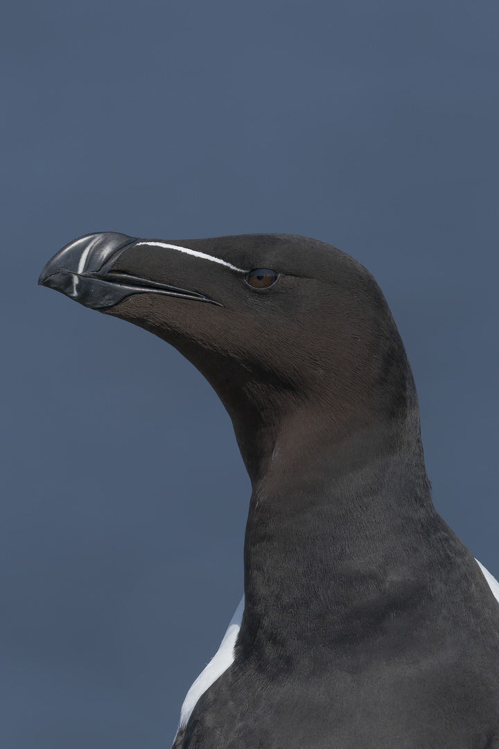 Razorbill (Tordalk )