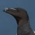 Razorbill (Tordalk )