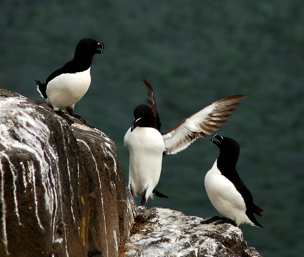 Razorbills