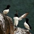 Razorbills