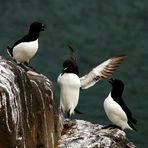 Razorbills