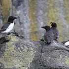 Razorbills - Tordalken