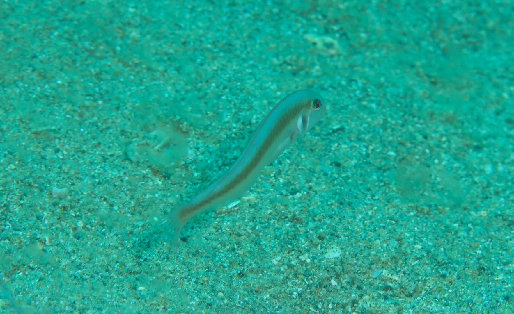 Razorfish oder Schermesserfisch... hat braune Augen und verschwidet im Sand ...