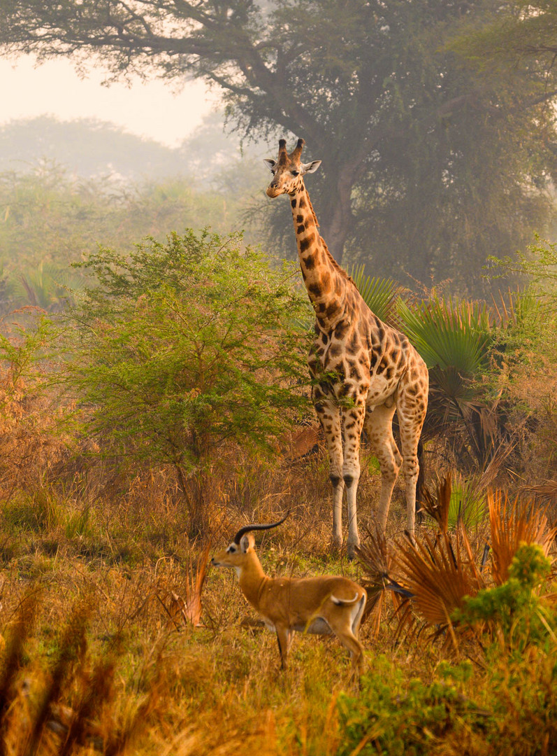 RB 20200115 Murchison Falls 1-46