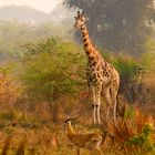 RB 20200115 Murchison Falls 1-46