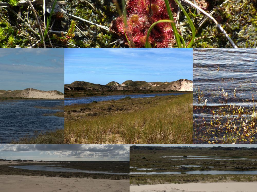 RÅBJERG MILE ; Die Wanderdüne zwischen Nord und Ostsee. ( 2 )