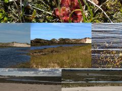 RÅBJERG MILE ; Die Wanderdüne zwischen Nord und Ostsee. ( 2 )