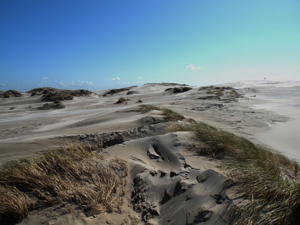 Råbjerg Mile ;Wanderdüne zwischen Nord- und Ostsee ;Auf dem Weg nach Skagen.