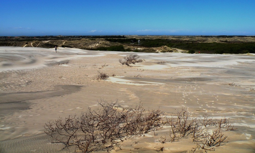 Råbjerg Mile.Wanderdüne zwischen Nord und Ostsee.