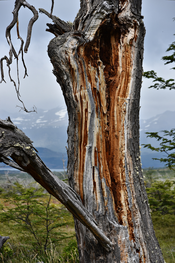 Árbol 01