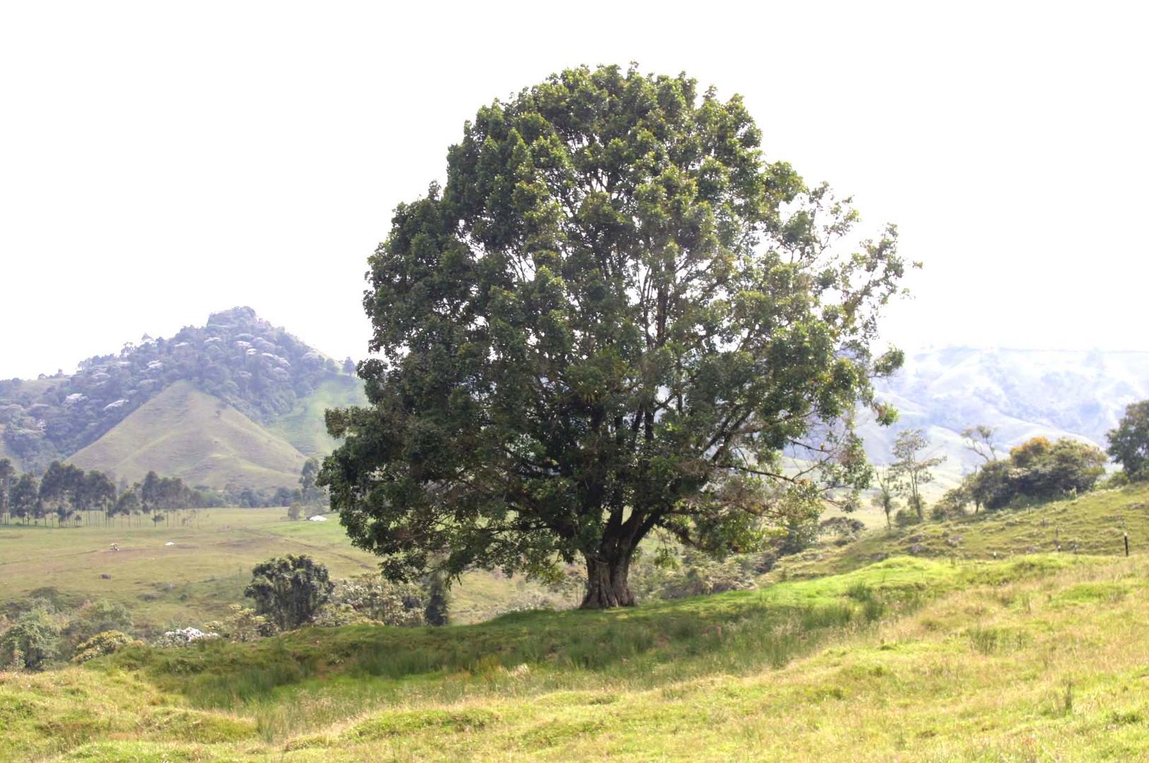 Árbol