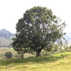 Árbol