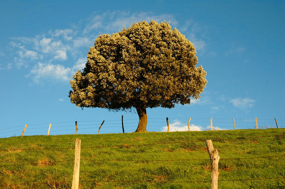 Árbol